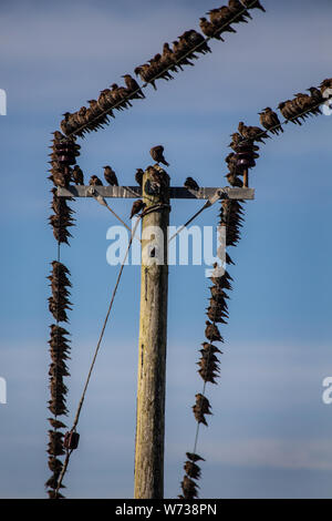 Viele Vögel sitzen auf eine Stromleitung im blauen Himmel Stockfoto