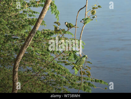 Mehlig und Gelb - gekrönte Papageien über dem Tambopata Fluss Tambopata National Reserve, peruanischen Amazonas Stockfoto