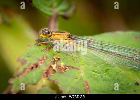 Reife weibliche Form rufescens-obsoleta close up Blauschwanzdammelfliege oder gemeiner Blauschwanz oder Ischnura elegans, die auf grünem Blatt in Killarney Irland ruhen Stockfoto