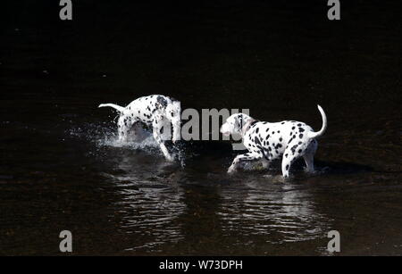 Dalmatiner Hunde spielen in Wasser Stockfoto