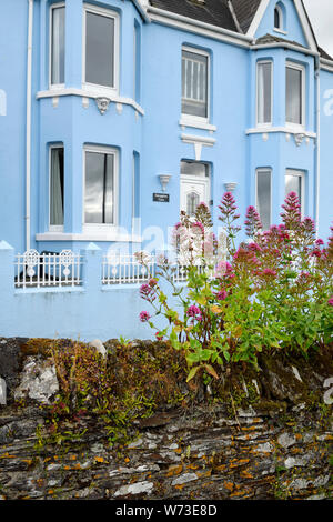 Rote Baldrian auf die Felswand am blauen Stuck Haus bei Mevagissey Dorf Fischerhafen in Cornwall, England Stockfoto