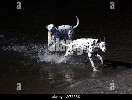 Dalmatiner Hunde spielen in Wasser Stockfoto