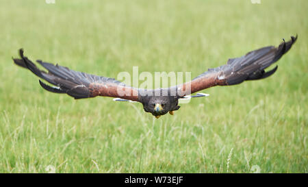 Harris Hawk im Flug, swooping niedrig über ein Feld. Direkt in die Kamera. Kopf gestochen scharf und Flugbewegung in den Flügeln. Stockfoto