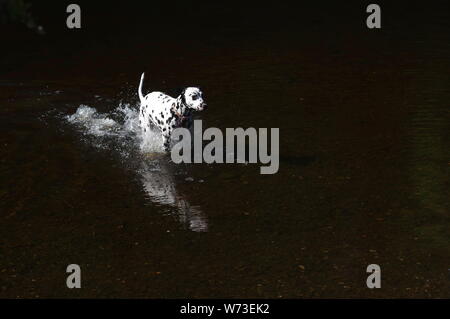 Dalmatiner Hund spielen in Wasser Stockfoto