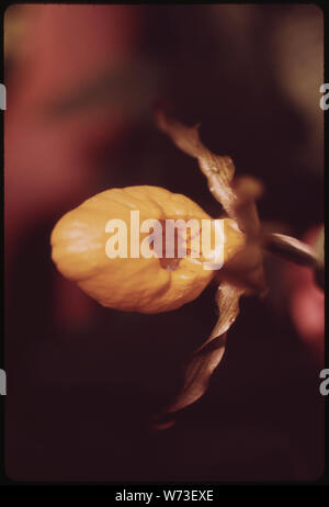 Gelbe Dame Frauenschuh (Cypripedium PUBESCENS), IN DER ADIRONDACK FOREST PRESERVE Stockfoto