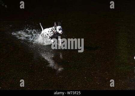 Dalmatiner Hund spielen in Wasser Stockfoto