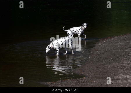 Dalmatiner Hunde spielen in Wasser Stockfoto