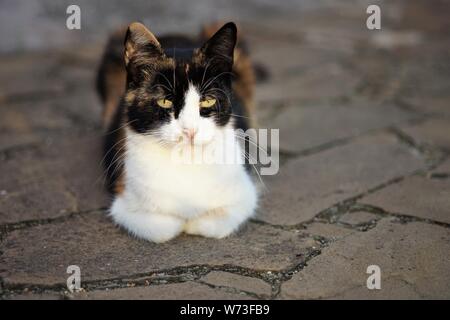 Tricolor kitty liegt auf dem Steinboden in einem Sommer Yard, Haustieren Entspannen im Freien, Maneki Neko cat Stockfoto