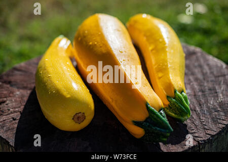 Frische rohe gelben Zucchini auf hölzernen Tisch Stockfoto