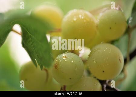 Reifen grossen gelben Trauben mit Regentropfen, Makro Bild Stockfoto