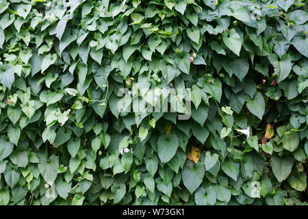 Calystegia sepium. Hedge bindweed auf einer bewachsenen Garten. Stockfoto