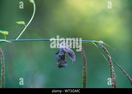 Laothoe populi (Pappel Hawk-moth) in Wäldern in der Nähe von Stourhead, Warminster UK Stockfoto