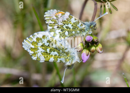 Orange-tipp Schmetterlinge (Anthocharis cardamines) Stockfoto