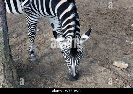 Hohe Betrachtungswinkel eines Zebra halben Körper, Kopf und Hals. Das Zebra ist Weiden, neben einem Baum. Stockfoto
