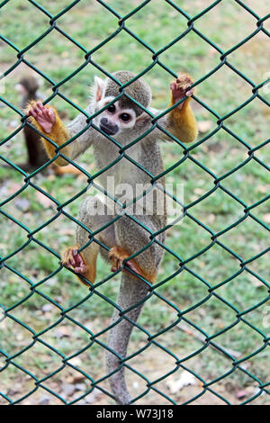 Voller Körper Porträt einer Spider monkey in Gefangenschaft, kletterte auf Zaun an der Beobachter mit neugierigen Augen anstarrte. Stockfoto