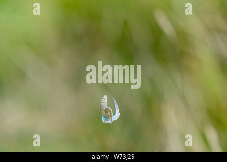 Gemeinsame blauer Schmetterling im Flug bei Avebury ring Graben beilegen, Avebury, Wiltshire GROSSBRITANNIEN Stockfoto