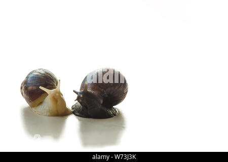 Zwei isolierten braunen und weißen Achatina mit einer Spirale Shell kriechen auf den Leuchtkasten an einem sonnigen Tag mit Kopieren. Extreme Nahaufnahme makro Heilung m Stockfoto