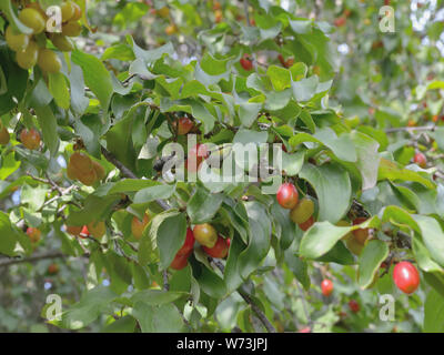 Carneol kirsche Frucht am Baum, Cornus Mas Stockfoto