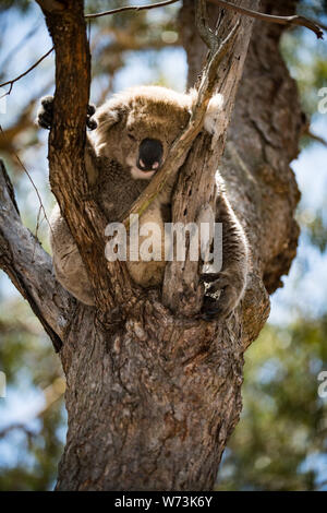 Der Koala, oder ungenau, koala Bär - ist eine kletternde Pflanzen fressenden Beuteltier in Australien. Es ist das einzige erhaltene Vertreter der Familie Stockfoto