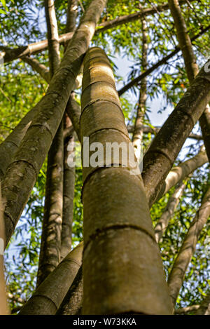 Close-up auf Bambus Schäfte mit unscharfen Laub und Himmel im Hintergrund, Sri Lanka Stockfoto
