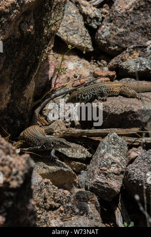 Ein Paar Plateau Tiger Whiptails (Aspidoscelis tigris septentrionalis), ein erwachsenes Weibchen (links) und ein erwachsenes Männchen (rechts) aus Mesa County, Colorado, USA. Stockfoto