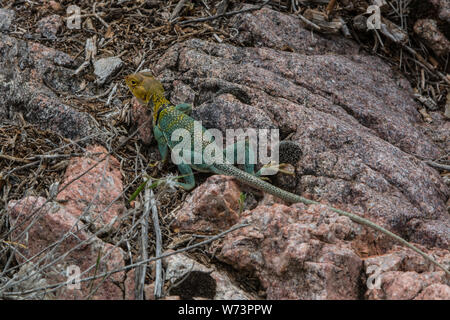 Ein erwachsenes Männchen Eastern Collared Lizard (Crotaphytus collaris) aus Mesa County, Colorado, USA. Stockfoto