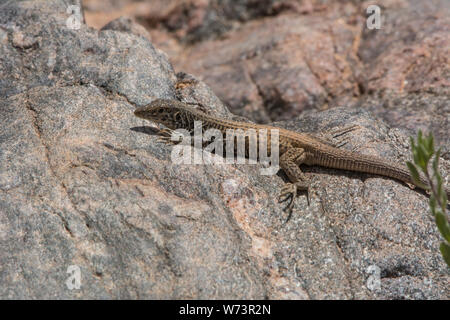 Plateautiger-Whiptail (Aspidoscelis tigris septentrionalis) aus Mesa County, Colorado, USA. Stockfoto