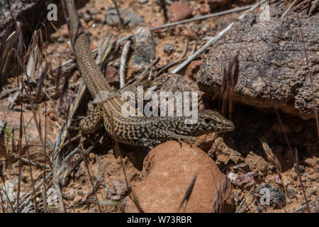 Plateautiger-Whiptail (Aspidoscelis tigris septentrionalis) aus Mesa County, Colorado, USA. Stockfoto