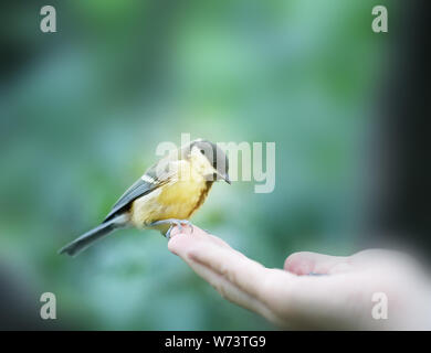 Schönen Vogel der Vogel auf der Hand Bilder closeup Stockfoto