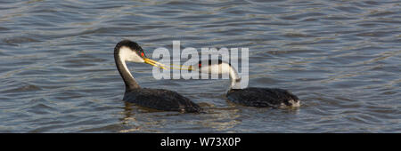 WESTERN Grebes (Aechmophorus occidentalis) aus Delta County, Colorado, USA. Stockfoto