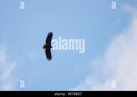 Silhouette Steppe eagle unter der hellen Sonne und bewölkter Himmel fliegen im Sommer. Stockfoto