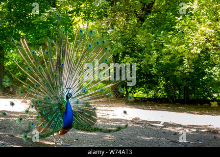 Wild Pfau mit Federn in den Park. Stockfoto