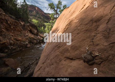 Canyon Treefrog (Hyla arenicolor), der sich an einem Felsbrocken über einem Nebenfluss des Dolores River in Mesa County, Colorado, USA, festhält. Stockfoto