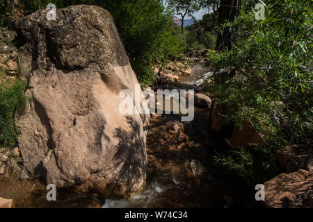 Canyon Treefrog (Hyla arenicolor), der sich an einem Felsbrocken über einem Nebenfluss des Dolores River in Mesa County, Colorado, USA, festhält. Stockfoto