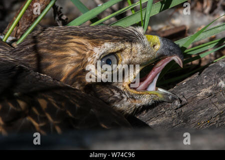 Ein gewordener Vogel Red-tailed Hawk (Buteo Jamaicensis) von Jefferson County, Colorado, USA. Stockfoto