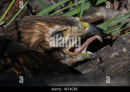 Ein gewordener Vogel Red-tailed Hawk (Buteo Jamaicensis) von Jefferson County, Colorado, USA. Stockfoto