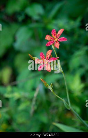 Ein Black lily Wildflower in Southwoods Park, West Des Moines, Iowa. Stockfoto