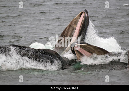 Buckelwale in Southeast Alaska Bubble Netz Stockfoto