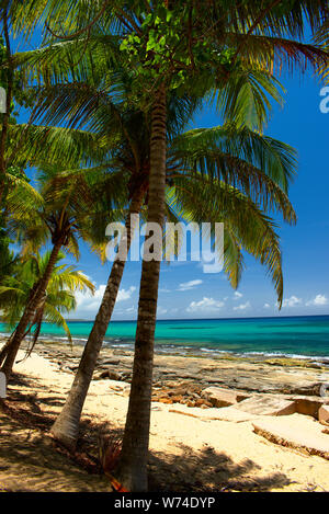 Palmas en la Playa Los Tubos, Vega Baja, PR Stockfoto