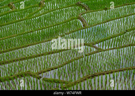 Reisfelder in Longsheng wunderschöne Landschaft Blick auf Reisterrassen Reisfelder Stockfoto