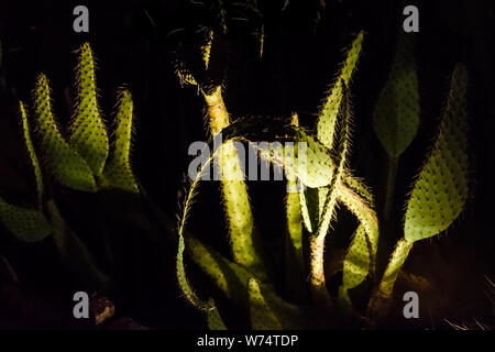 Desert Botanischen Garten beleuchteter Kaktus Stockfoto