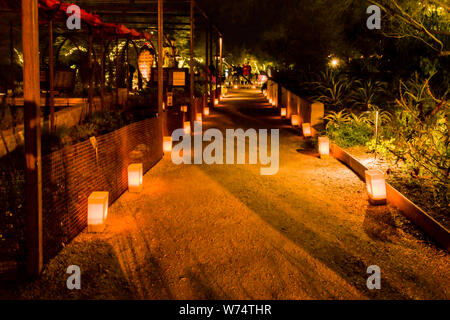 Desert Botanical Garden Luminarias Stockfoto