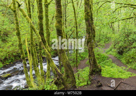 Moosbedeckte Bäume im Oregon Rainforest Stockfoto