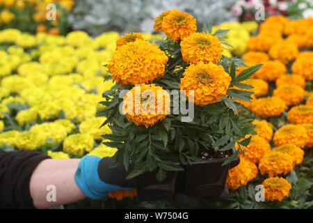 Ringelblumen zum Verkauf im Einzelhandel Gärtnerei Stockfoto