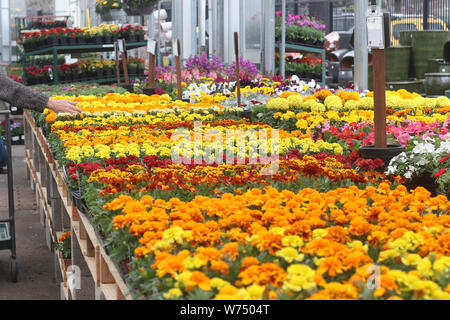 Ringelblumen zum Verkauf im Einzelhandel Gärtnerei Stockfoto