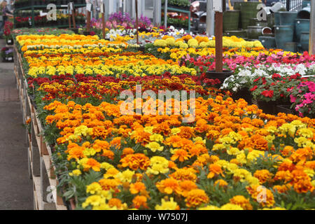 Ringelblumen zum Verkauf im Einzelhandel Gärtnerei Stockfoto