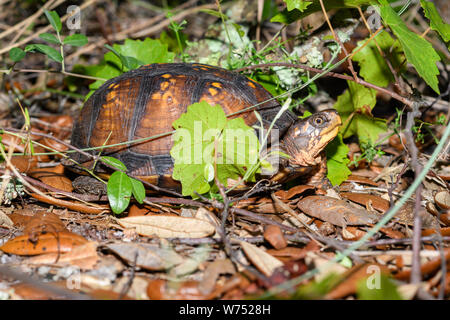 Golfküste box Turtle - Terrapene carolina Major - nahrungssuche im Wald Stockfoto