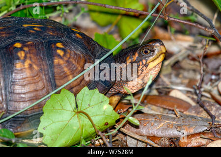 Golfküste box Turtle - Terrapene carolina Major - nahrungssuche im Wald Stockfoto