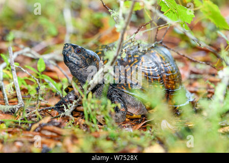 Golfküste box Turtle - Terrapene carolina Major - nahrungssuche im Wald Stockfoto