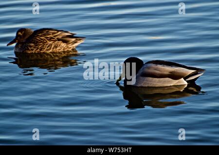 Mallerd Paar, Drake und Henne im Winter Gefieder, Canyon, Texas. Stockfoto